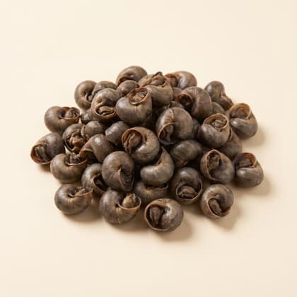 Escargot DEMI GROSSEUR boite 4/4